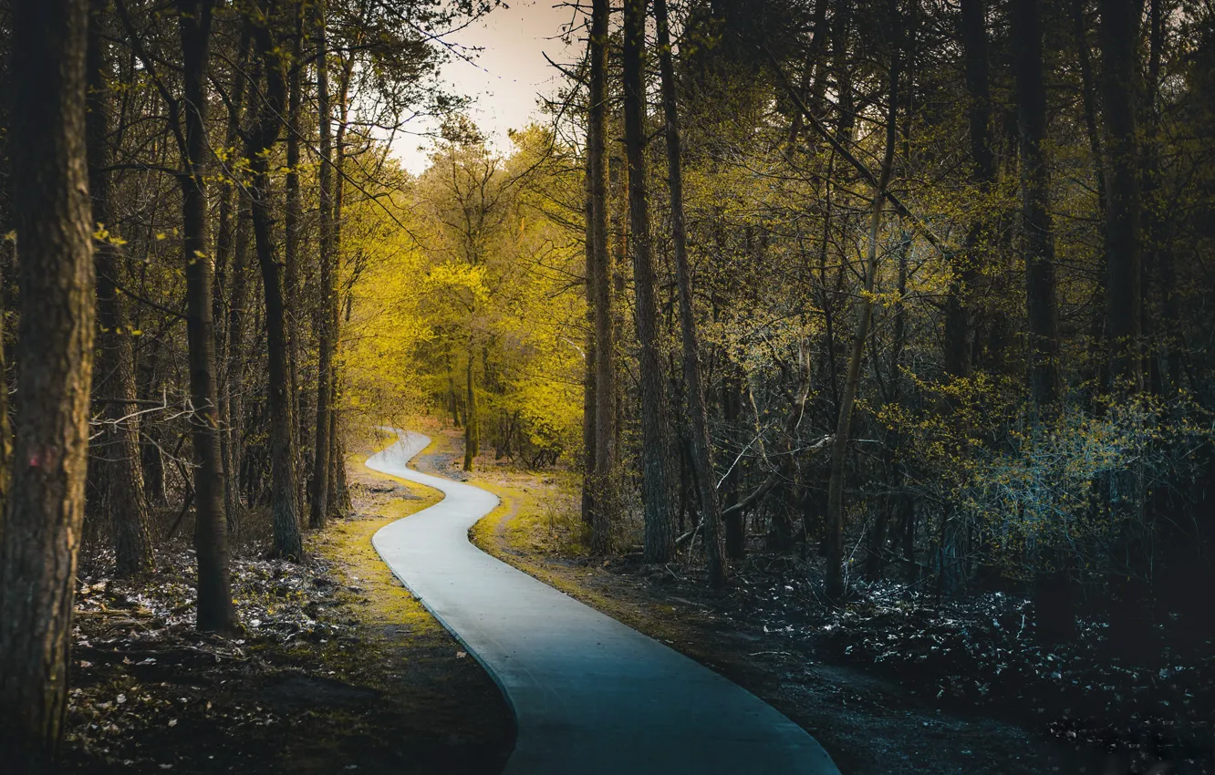 Photo wallpaper road, Park, spring