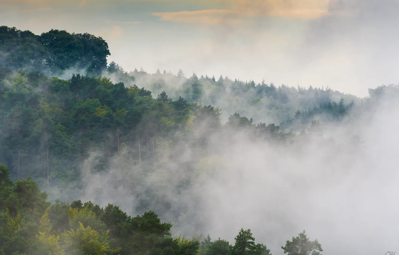Photo wallpaper forest, the sky, trees, landscape, green, fog, foliage, morning