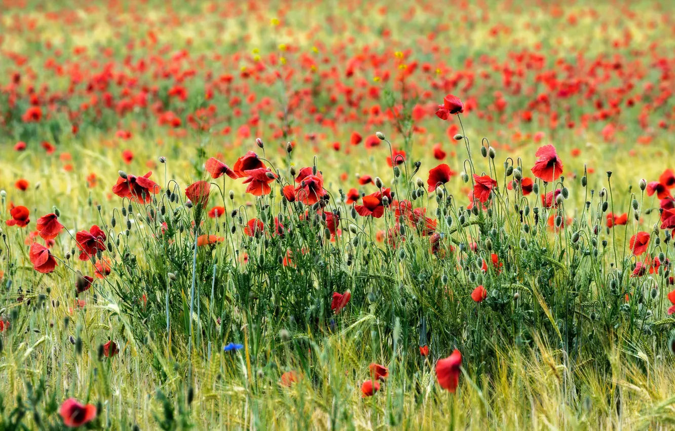 Photo wallpaper field, summer, Maki