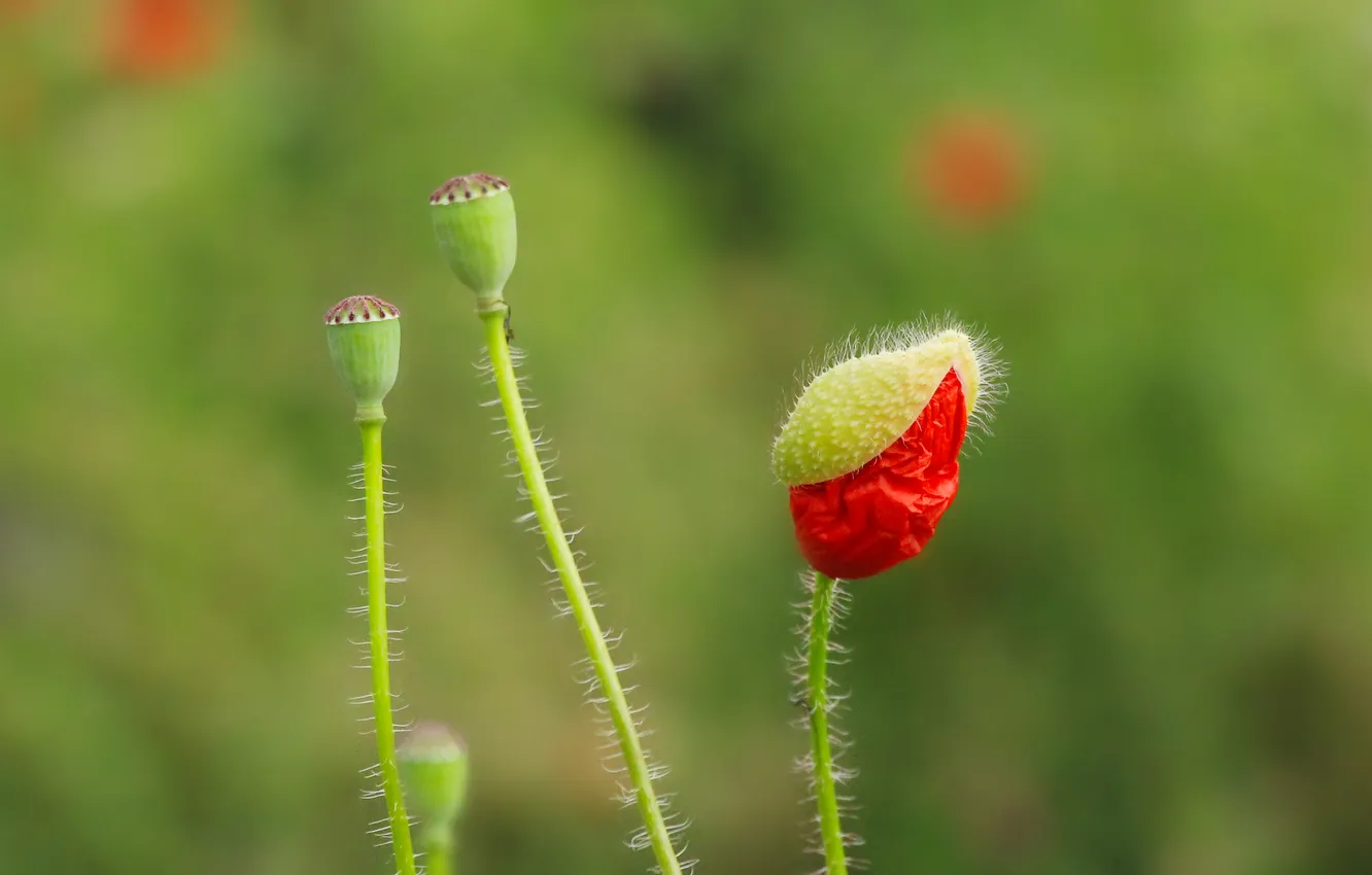 Photo wallpaper red, flower, poppy