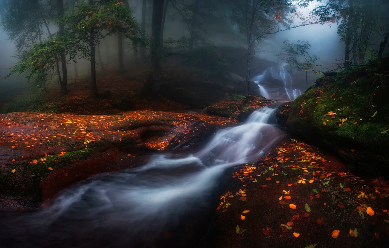 Photo wallpaper autumn, forest, nature, river, stones, foliage, stream, haze