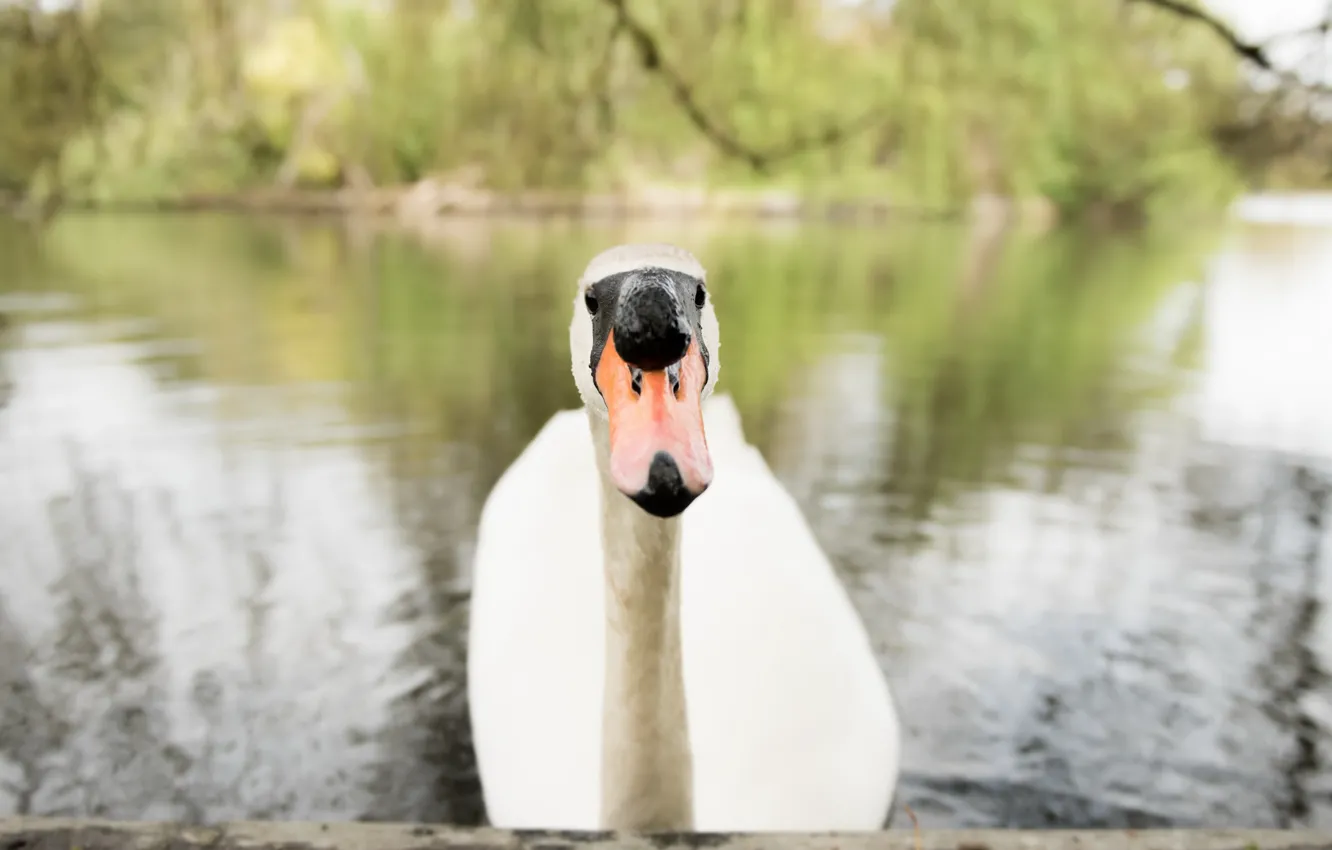 Photo wallpaper lake, bird, swans