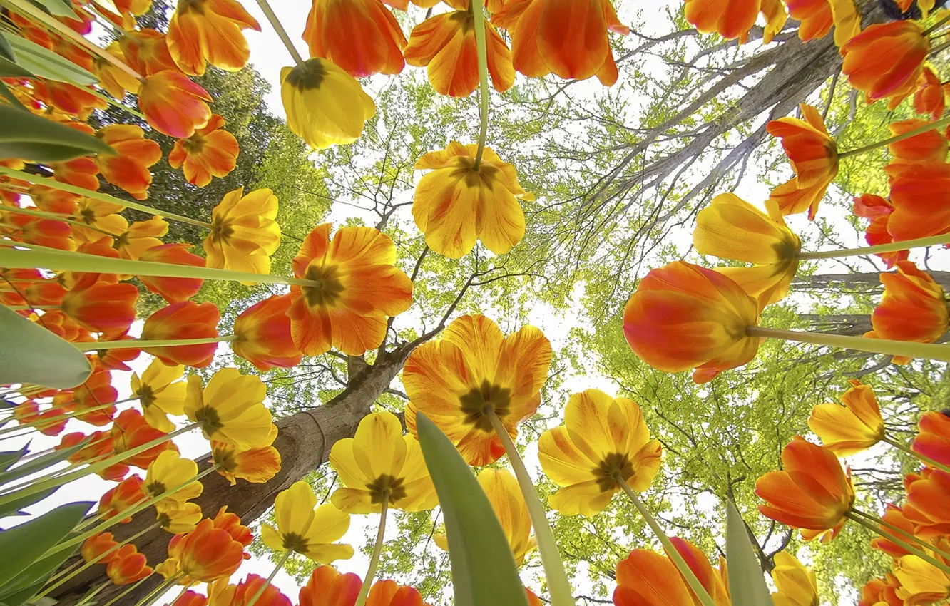 Photo wallpaper the sky, trees, flowers, orange, branches, yellow, Park, beauty