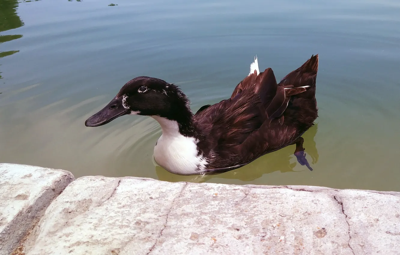 Photo wallpaper Bird, Duck, Duck in a mountain lake