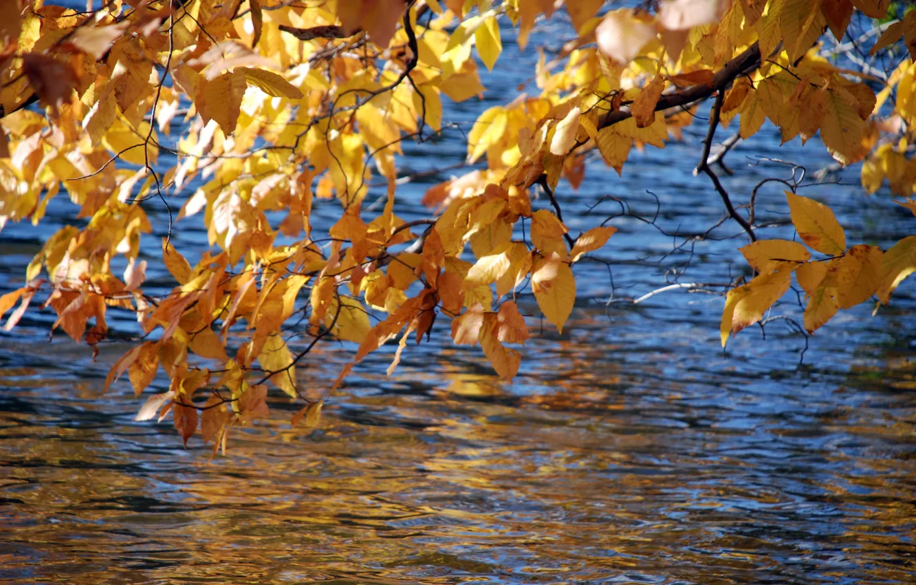 Photo wallpaper leaves, branches, the ripples on the water, the colors of autumn