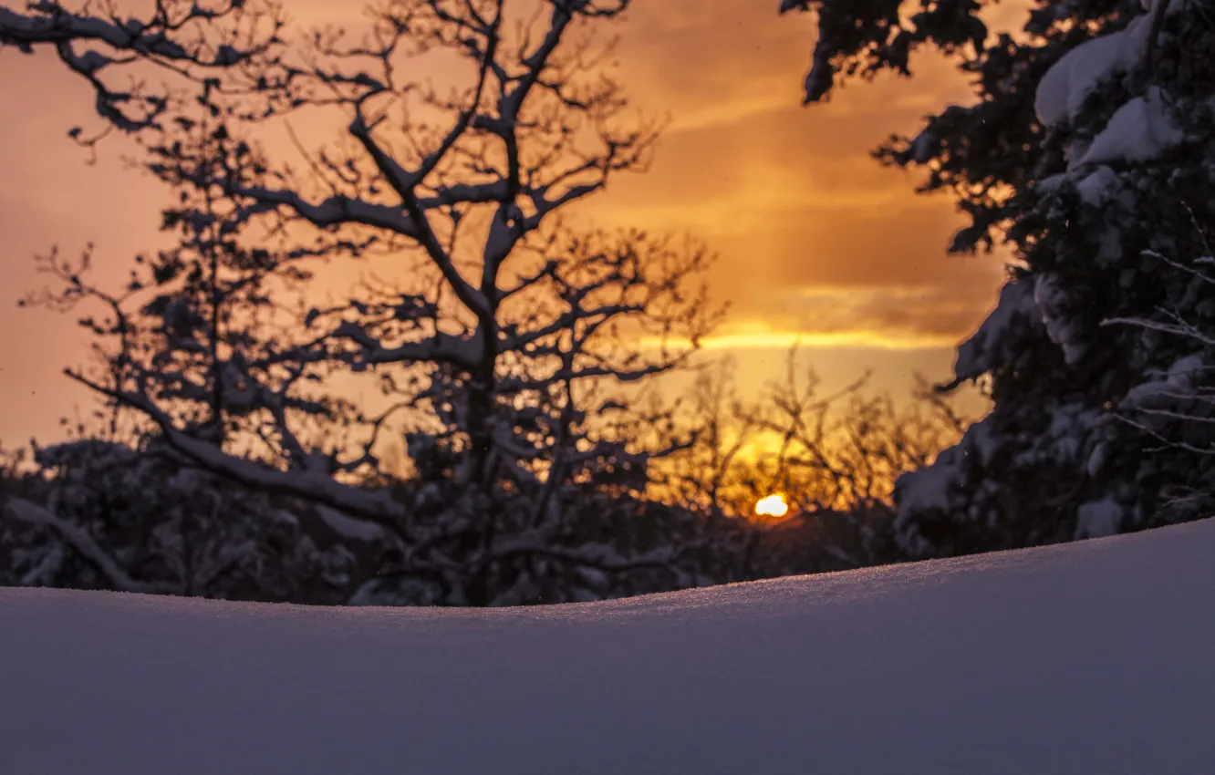 Photo wallpaper sunset, winter, snow