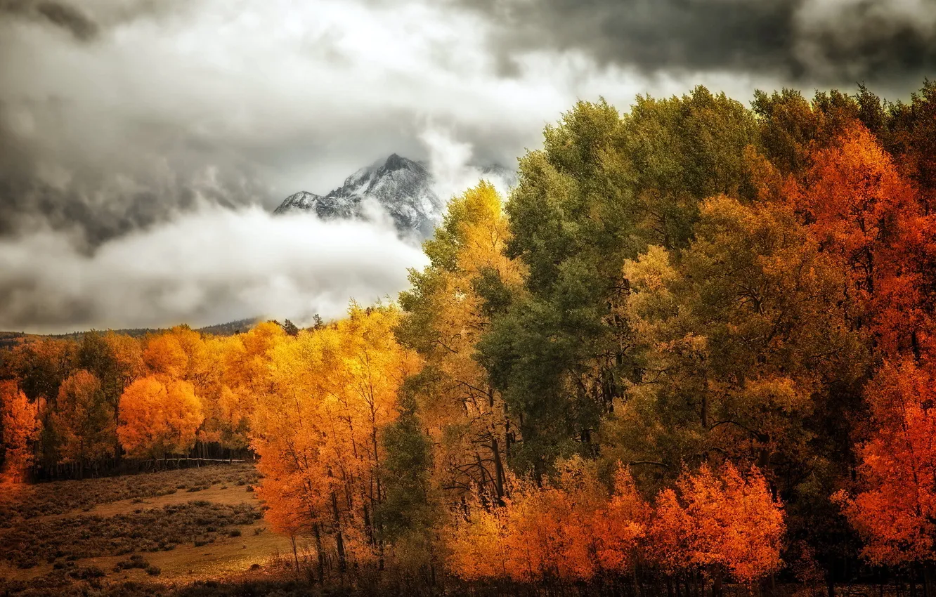Photo wallpaper trees, landscape, mountains