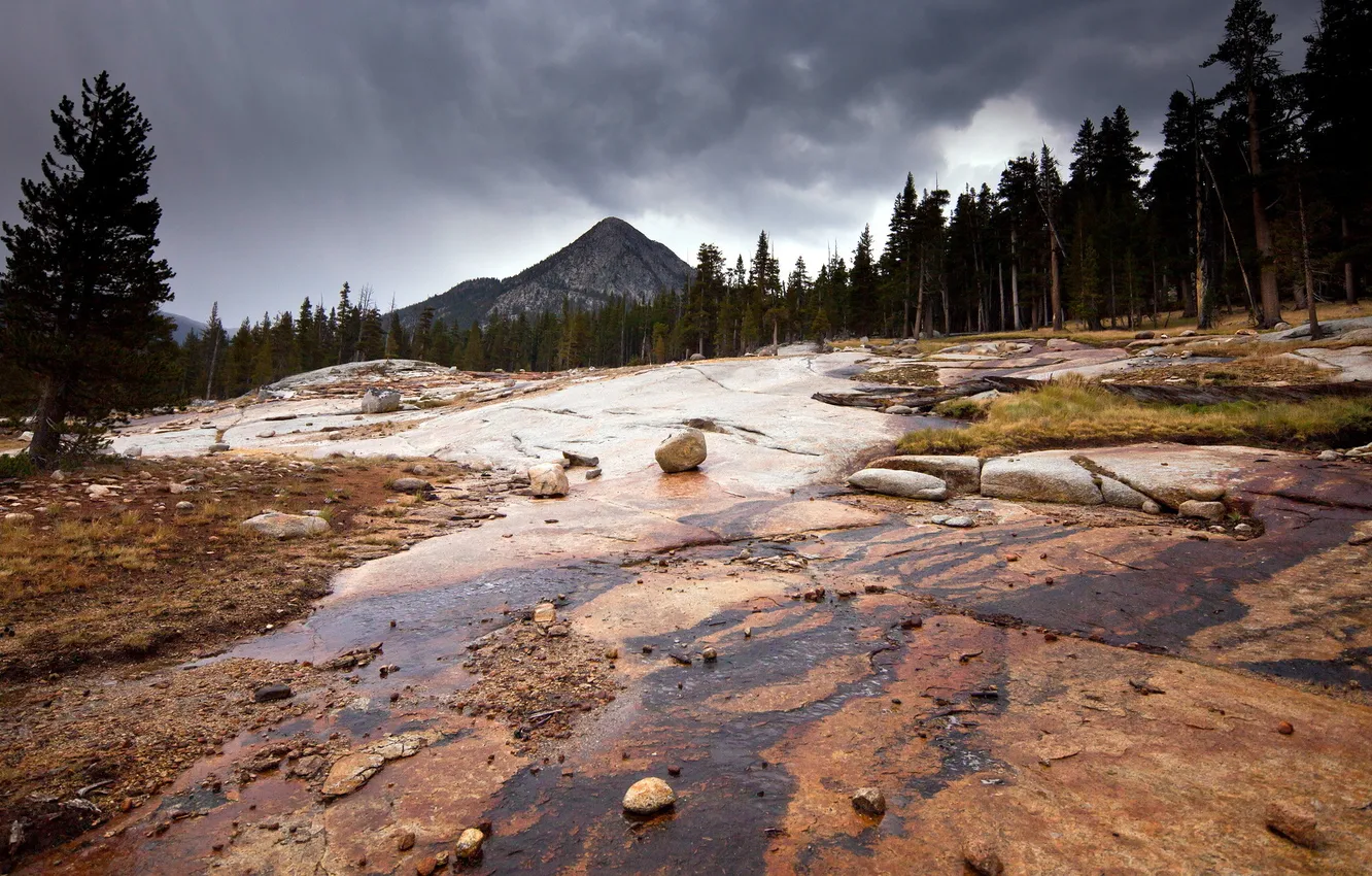 Photo wallpaper trees, landscape, mountains, nature