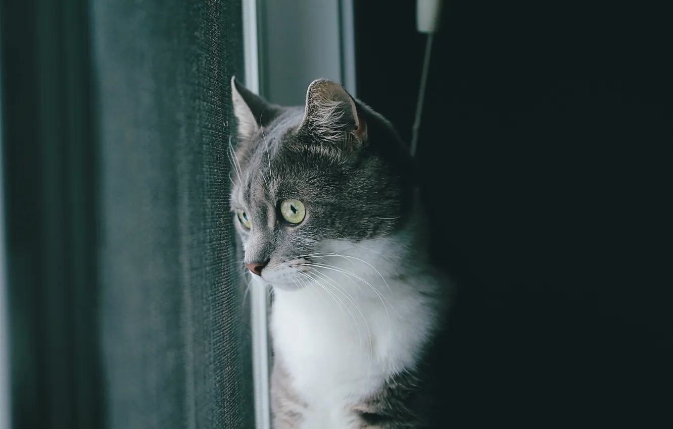 Photo wallpaper cat, grey, wool