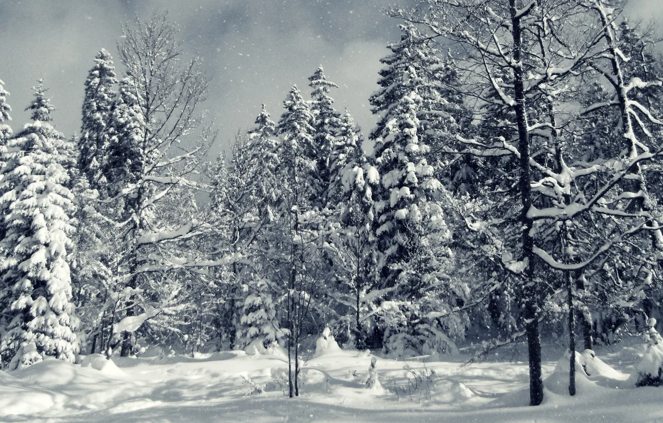 Photo wallpaper winter, forest, snow, trees, Wallpaper, spruce