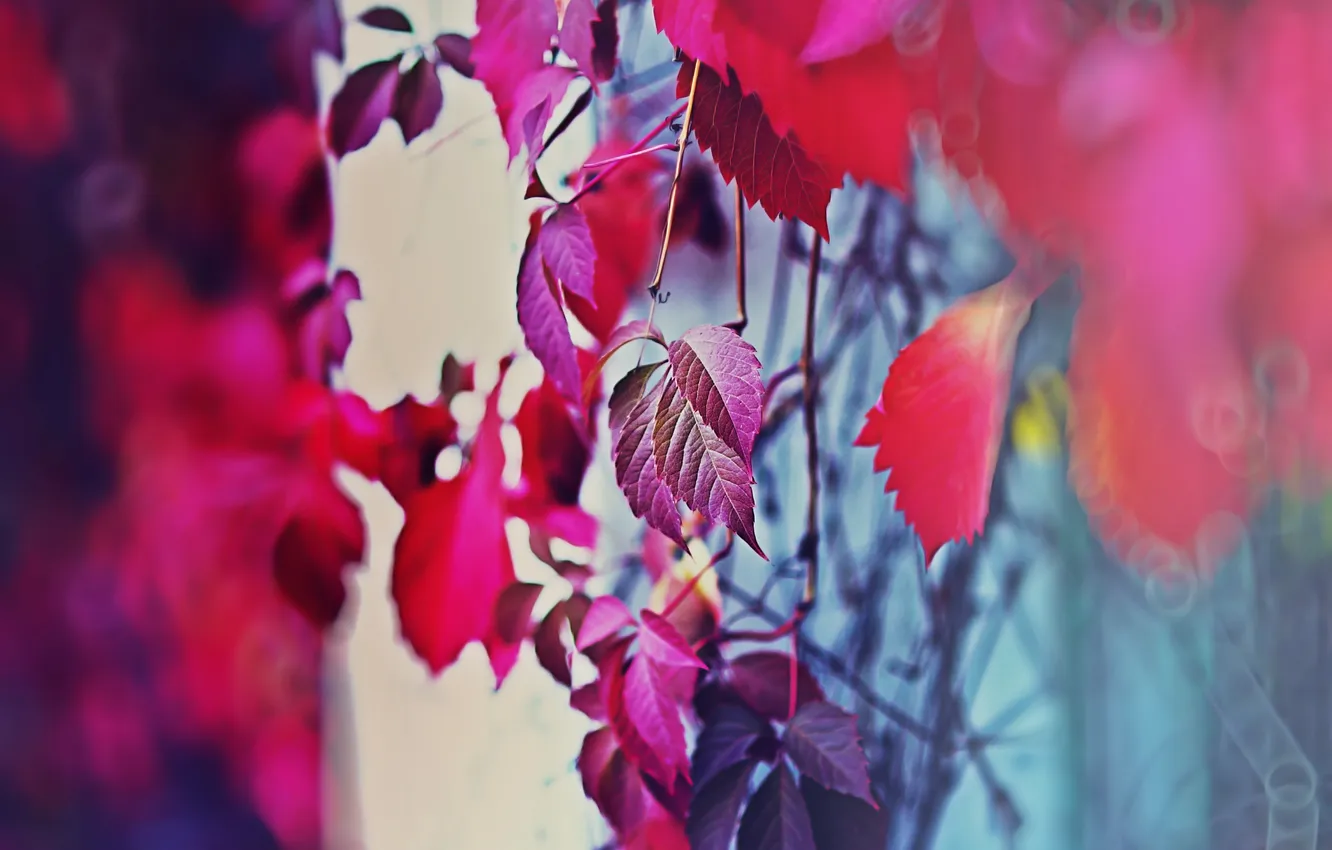 Photo wallpaper trees, the fence, color, the mood of autumn