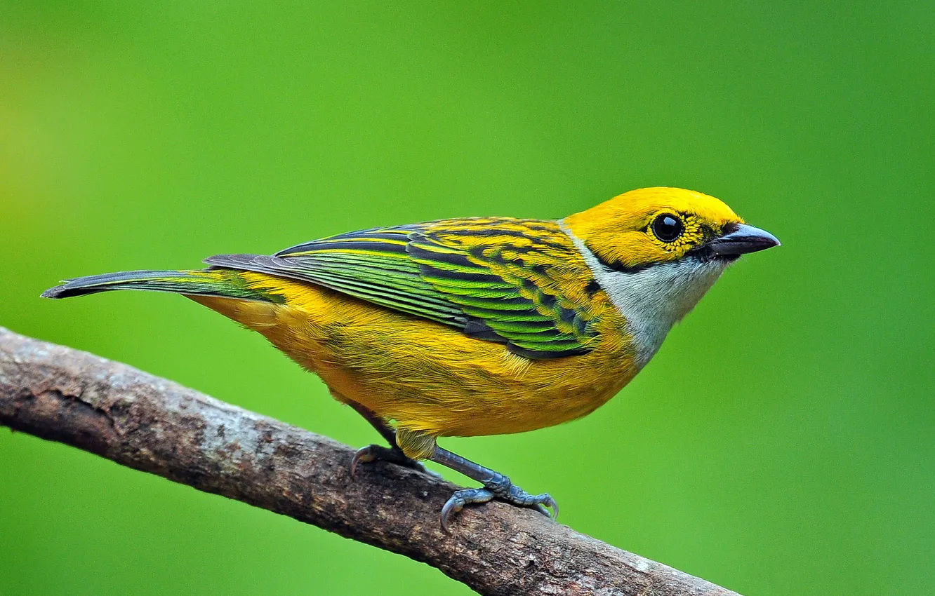 Photo wallpaper branches, bird, color, feathers, beak