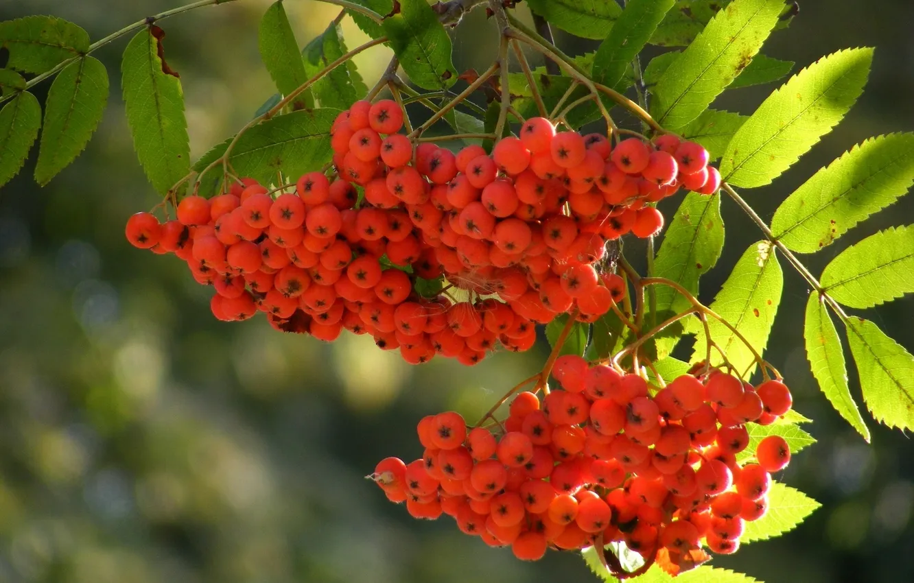 Photo wallpaper macro, branches, berries, brush, Rowan
