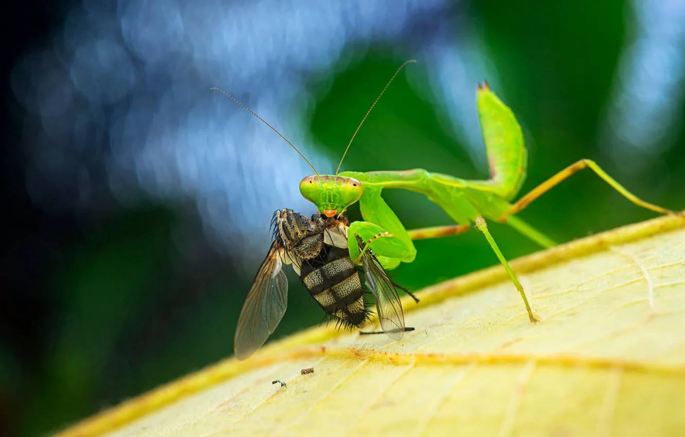 Photo wallpaper look, macro, fly, leaf, mantis, mining