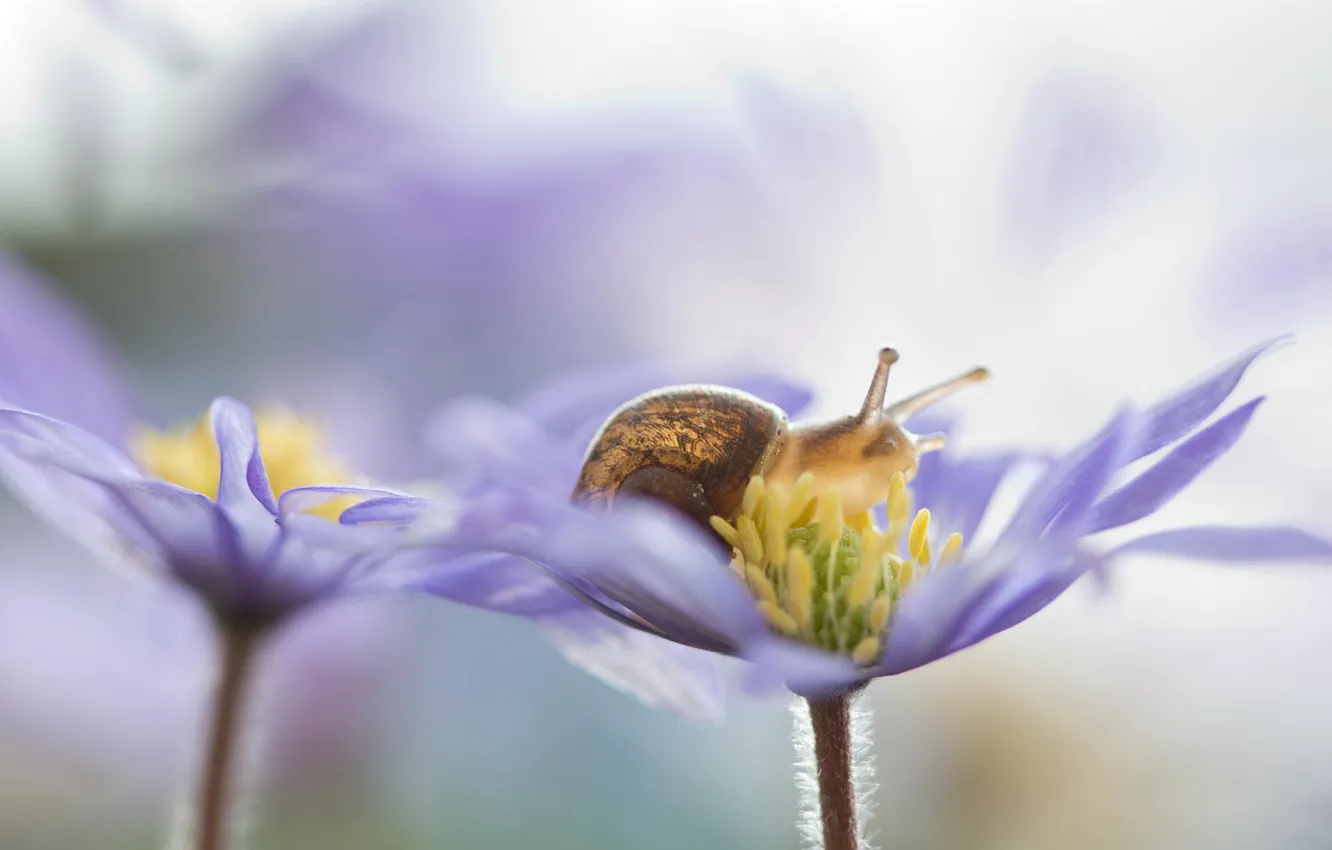 Photo wallpaper macro, flowers, snail, bokeh