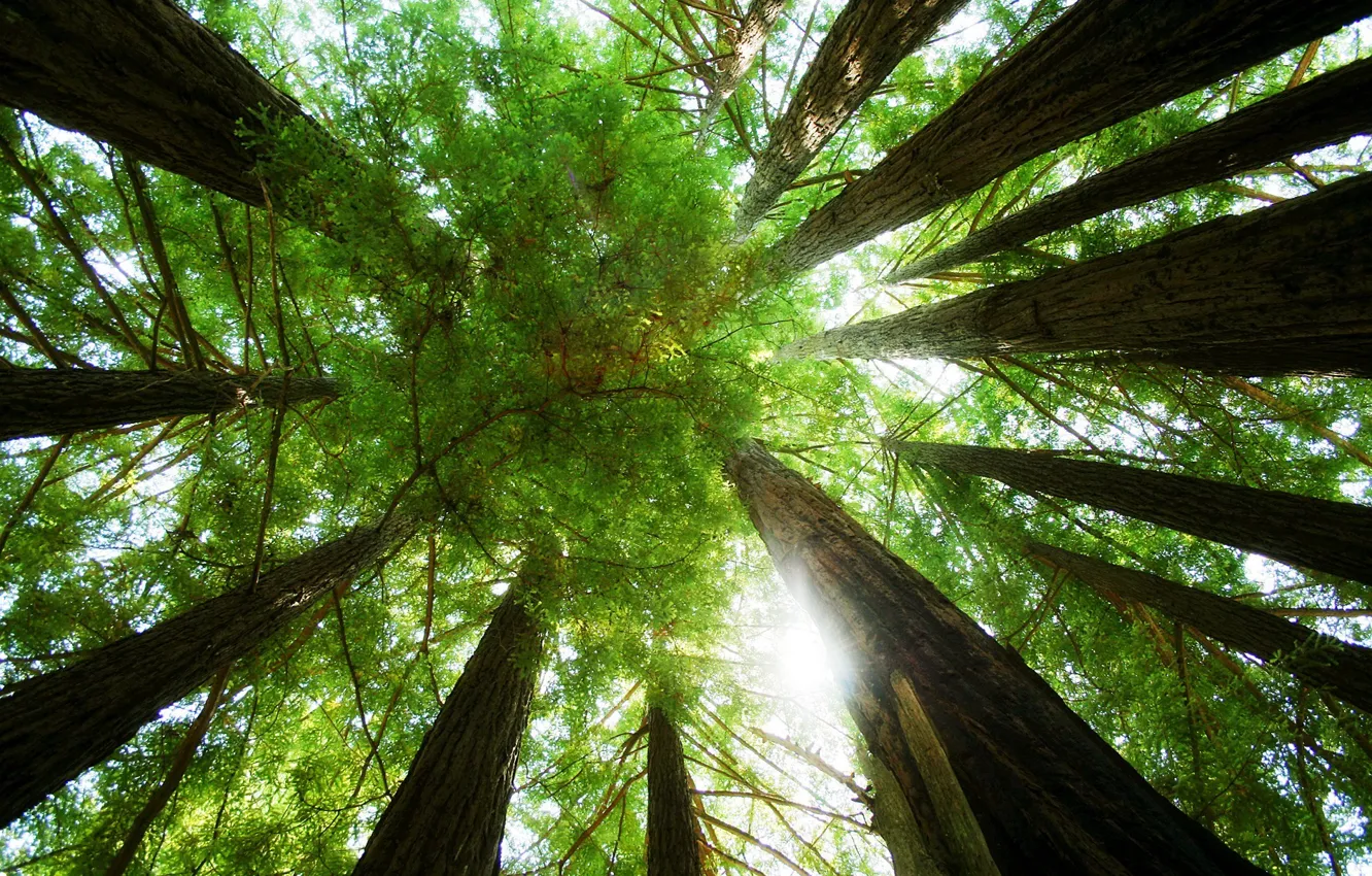 Photo wallpaper forest, trees, nature