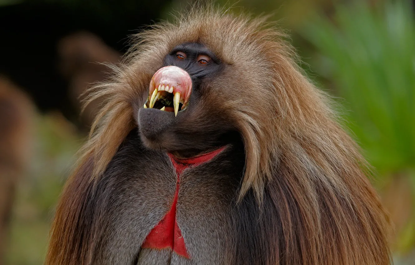 Photo wallpaper wool, monkey, fangs, painting, the primacy of, mammal, Ethiopia, gelada