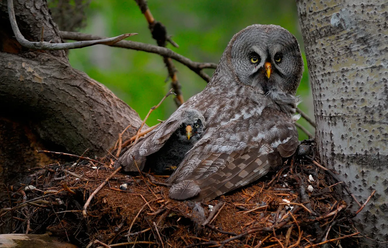 Photo wallpaper owl, bird, Chicks, Great Gray Owl