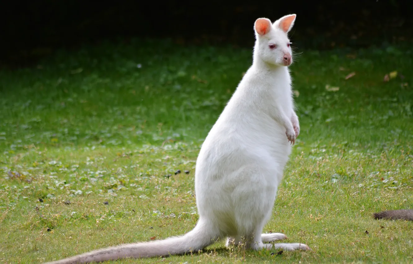 Photo wallpaper grass, muzzle, kangaroo