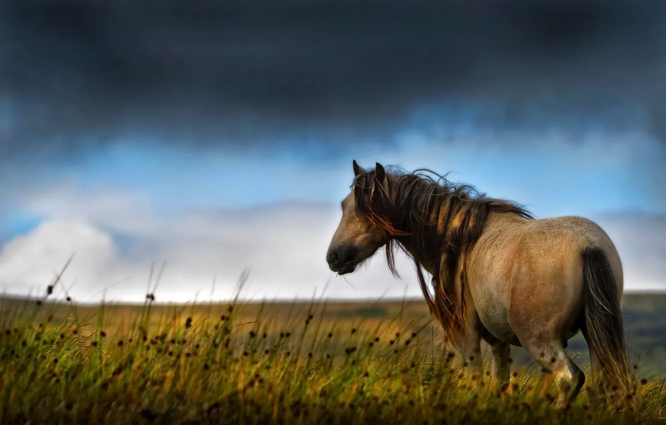 Photo wallpaper summer, nature, horse