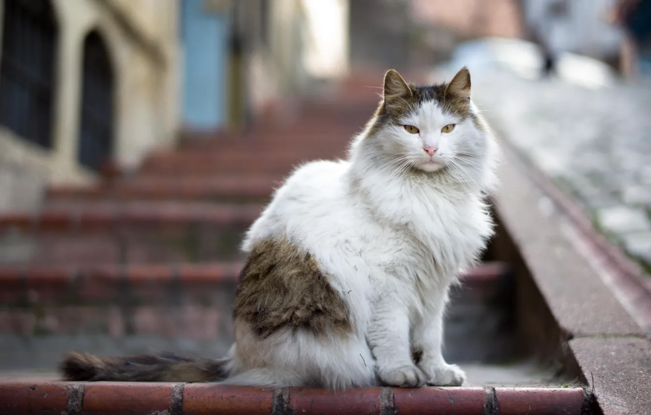 Photo wallpaper cat, look, wool, ladder