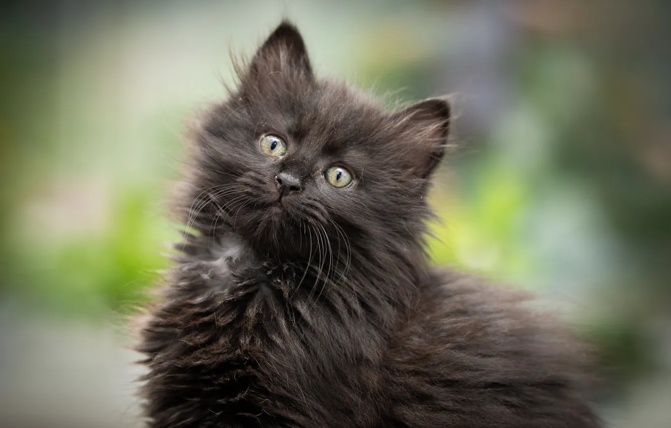 Photo wallpaper background, black, fluffy, kitty