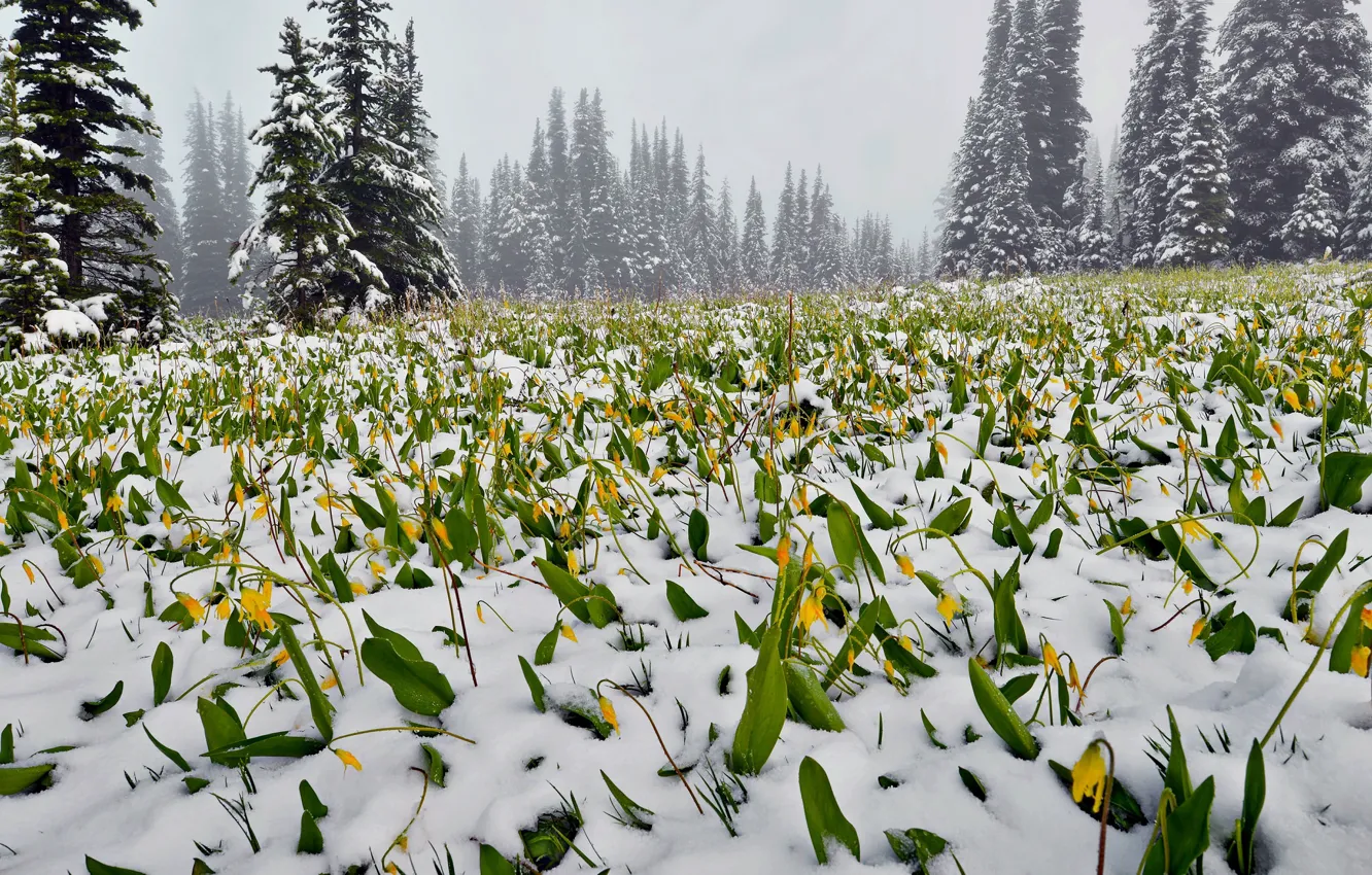 Photo wallpaper forest, snow, flowers, fog