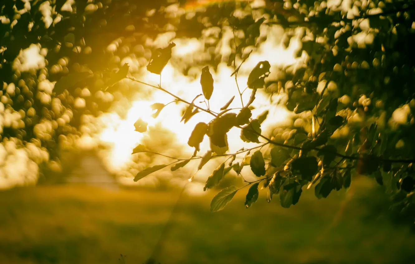 Photo wallpaper summer, light, trees