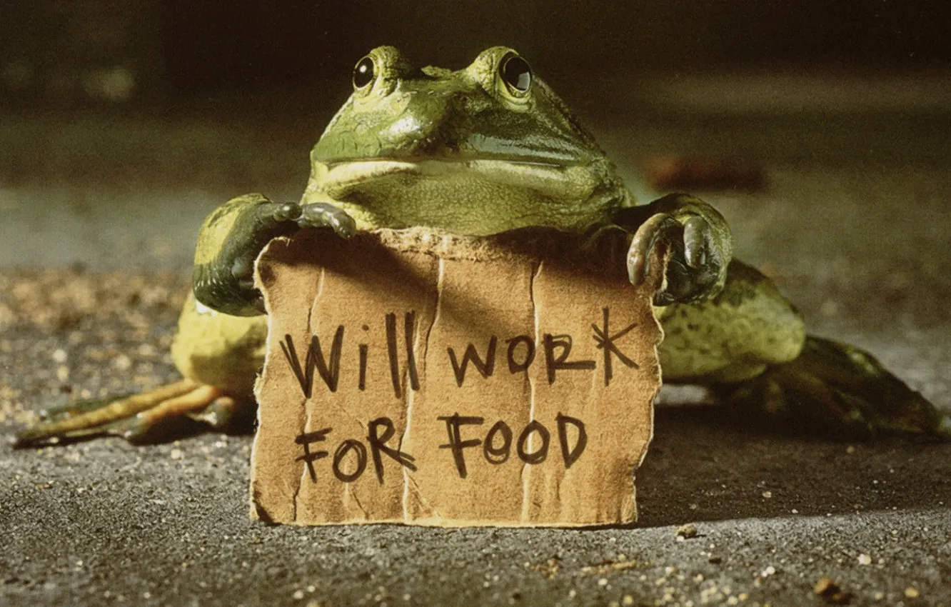 Photo wallpaper text, work for food, frog
