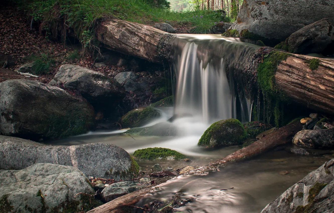 Photo wallpaper river, water, moss, trunks