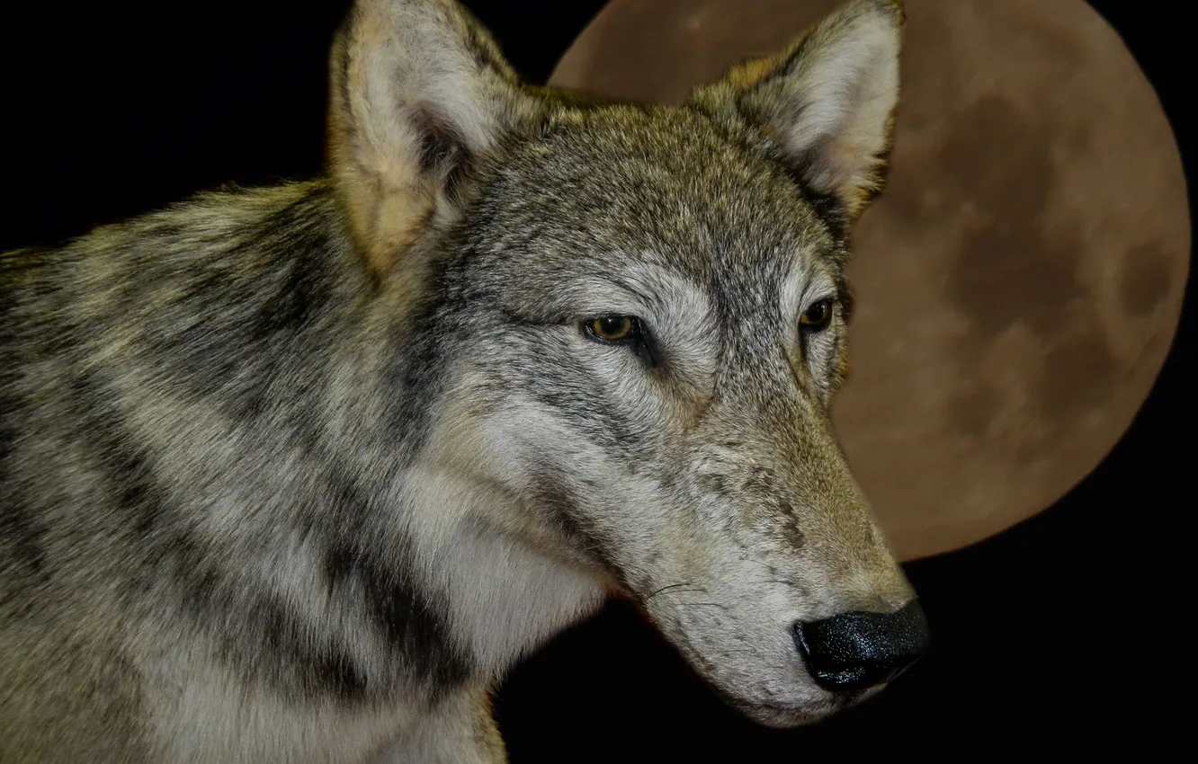 Photo wallpaper nature, Gray Wolf, face, animal, wolf, canis lupus, wildlife, head