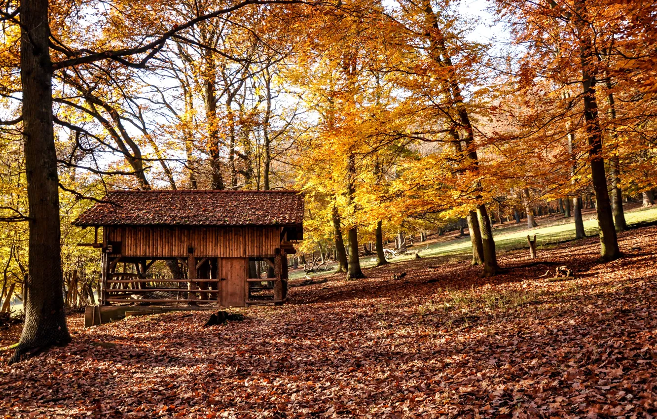 Photo wallpaper autumn, forest, nature, home, the barn