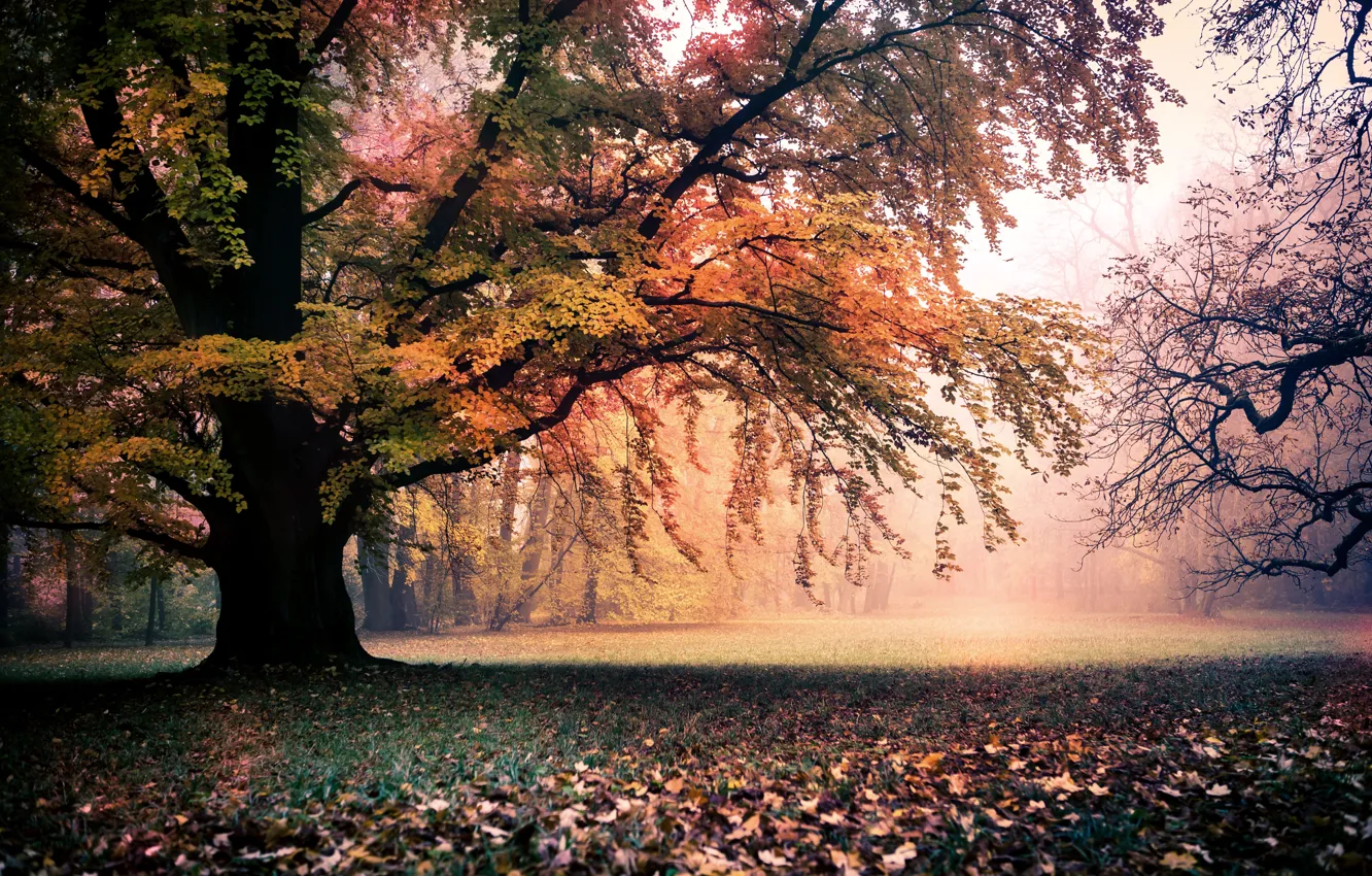 Photo wallpaper autumn, trees, landscape, nature, foliage, gold