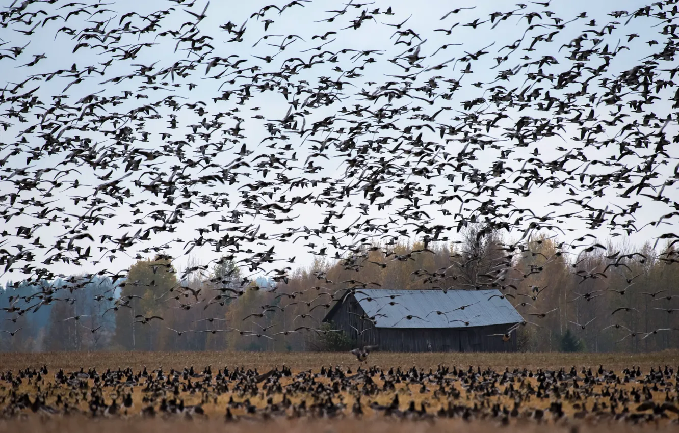 Photo wallpaper field, autumn, birds