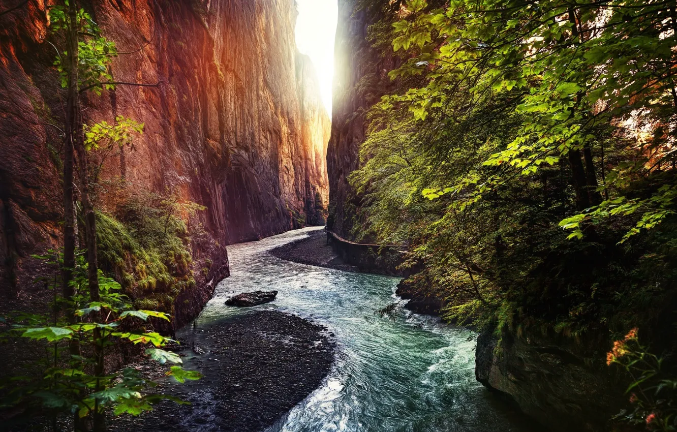 Photo wallpaper rock, forest, trees, landscape, nature, water, River, gorge