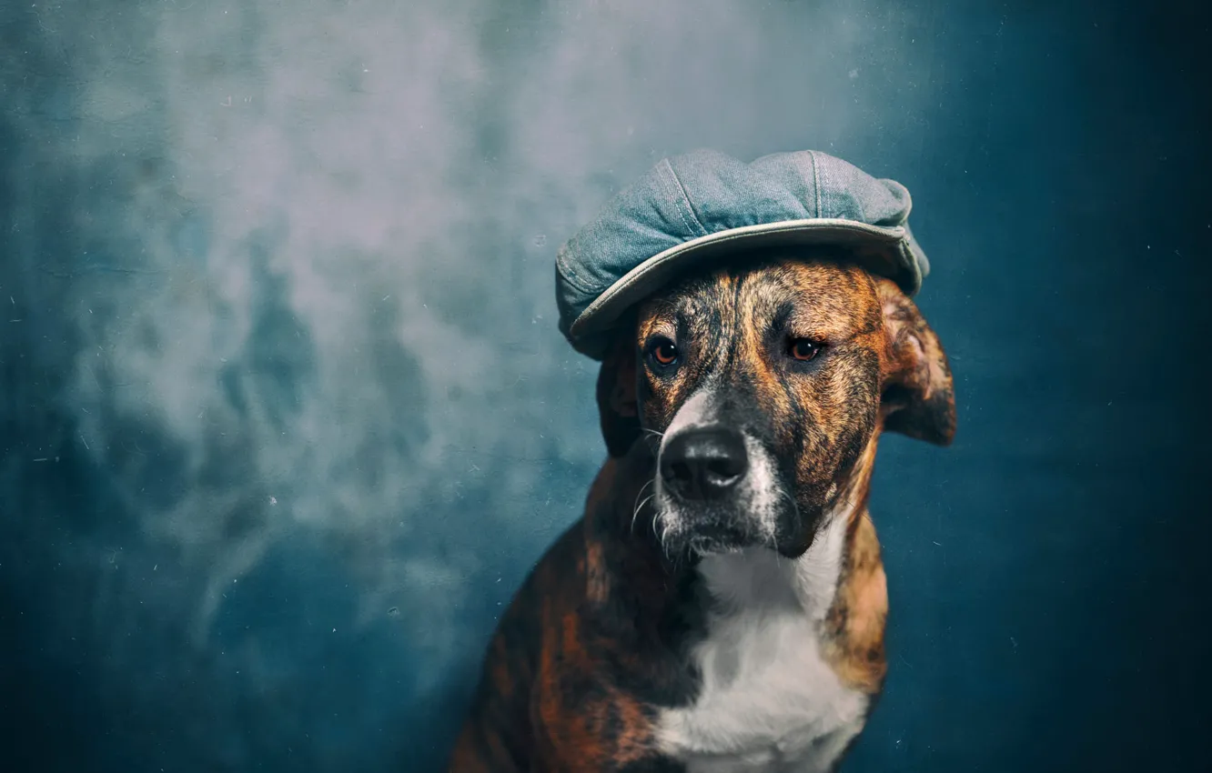 Photo wallpaper look, nature, pose, portrait, dog, cap, face, cap
