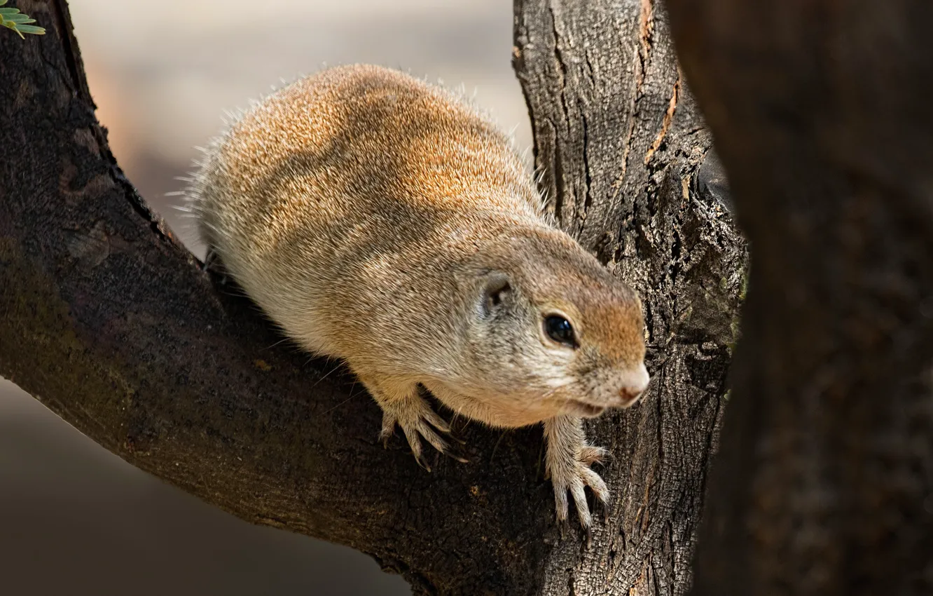Photo wallpaper trees, rodent, gopher to accumulate