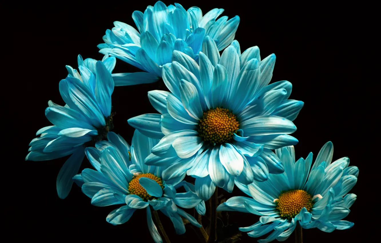 Photo wallpaper flowers, nature, background