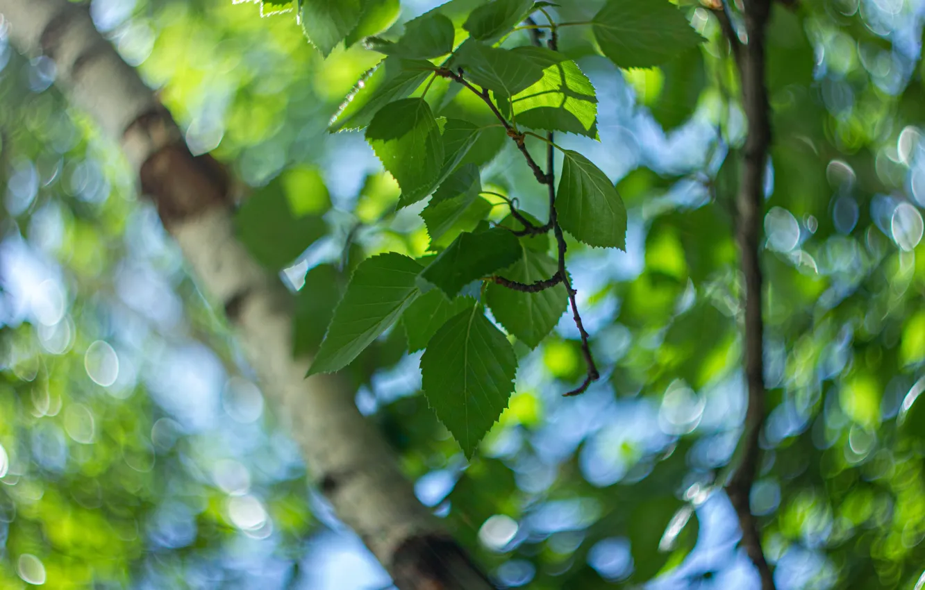 Photo wallpaper Russia, Ural, CANON550