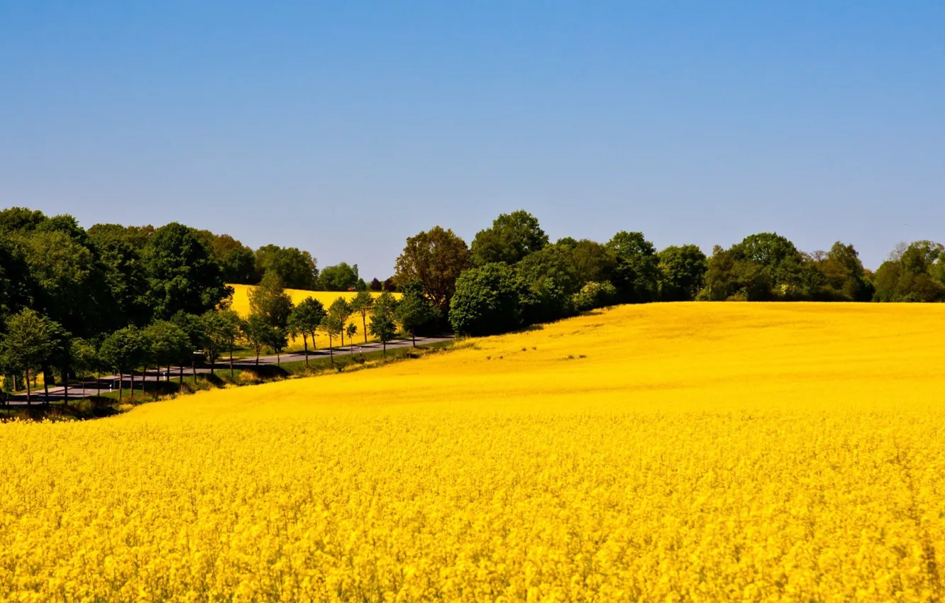 Photo wallpaper field, nature, spring, flowering, rape