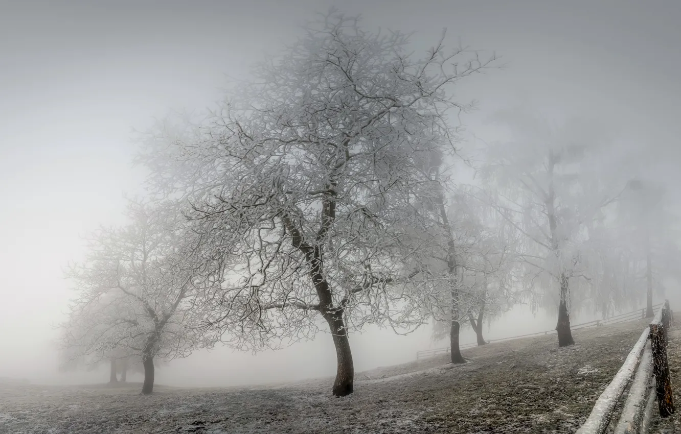 Photo wallpaper winter, frost, fog