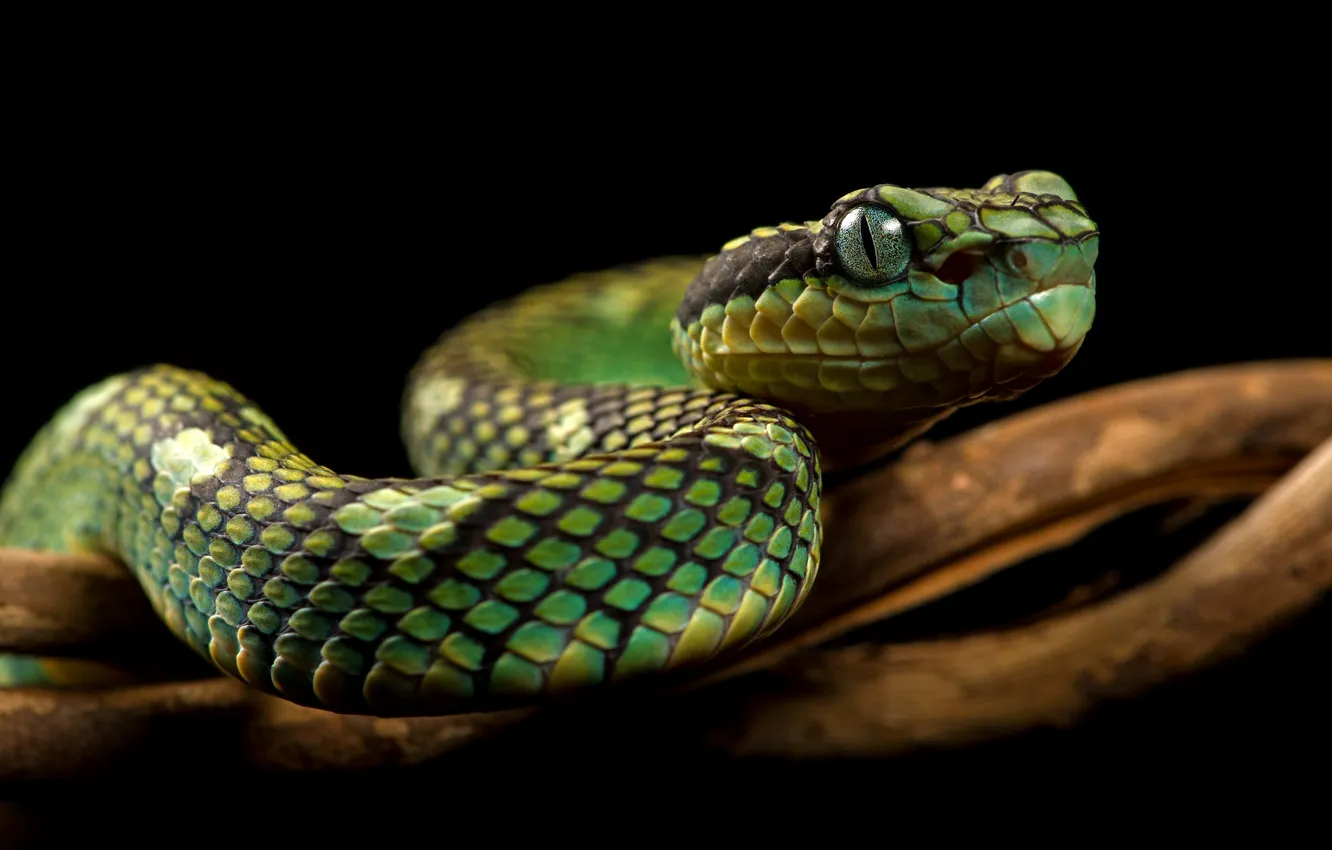 Photo wallpaper look, green, snake, branch, Python, black background