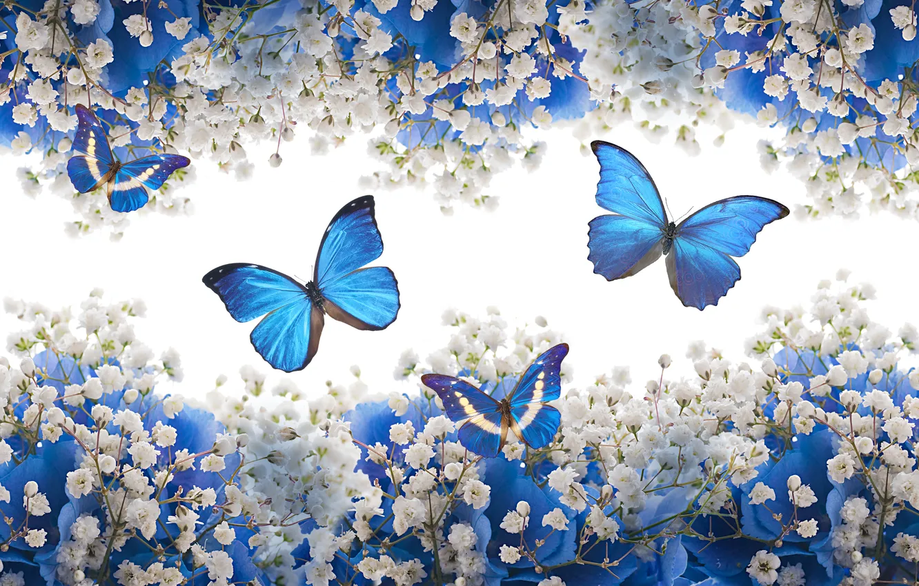 Photo wallpaper flowers, butterfly, white, blue, blossom, flowers, butterflies