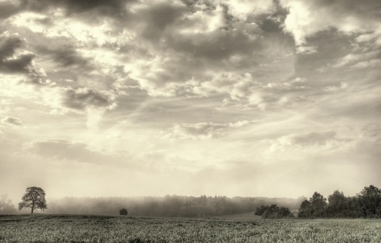 Photo wallpaper clouds, fog, tree