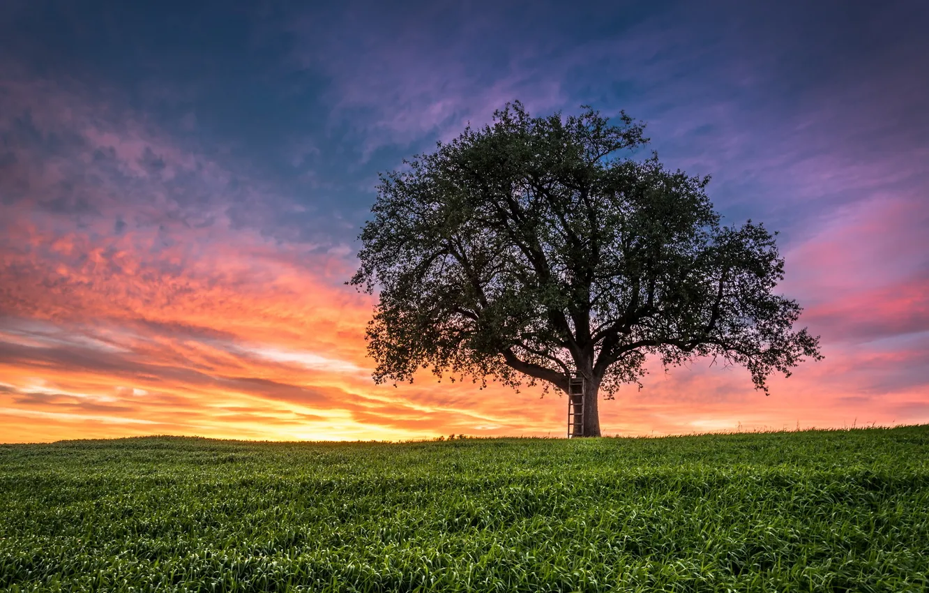 Photo wallpaper trees, landscape, sunset