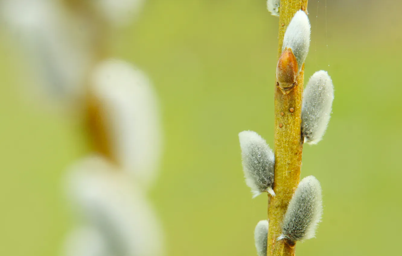 Photo wallpaper spring, twig, base kitten