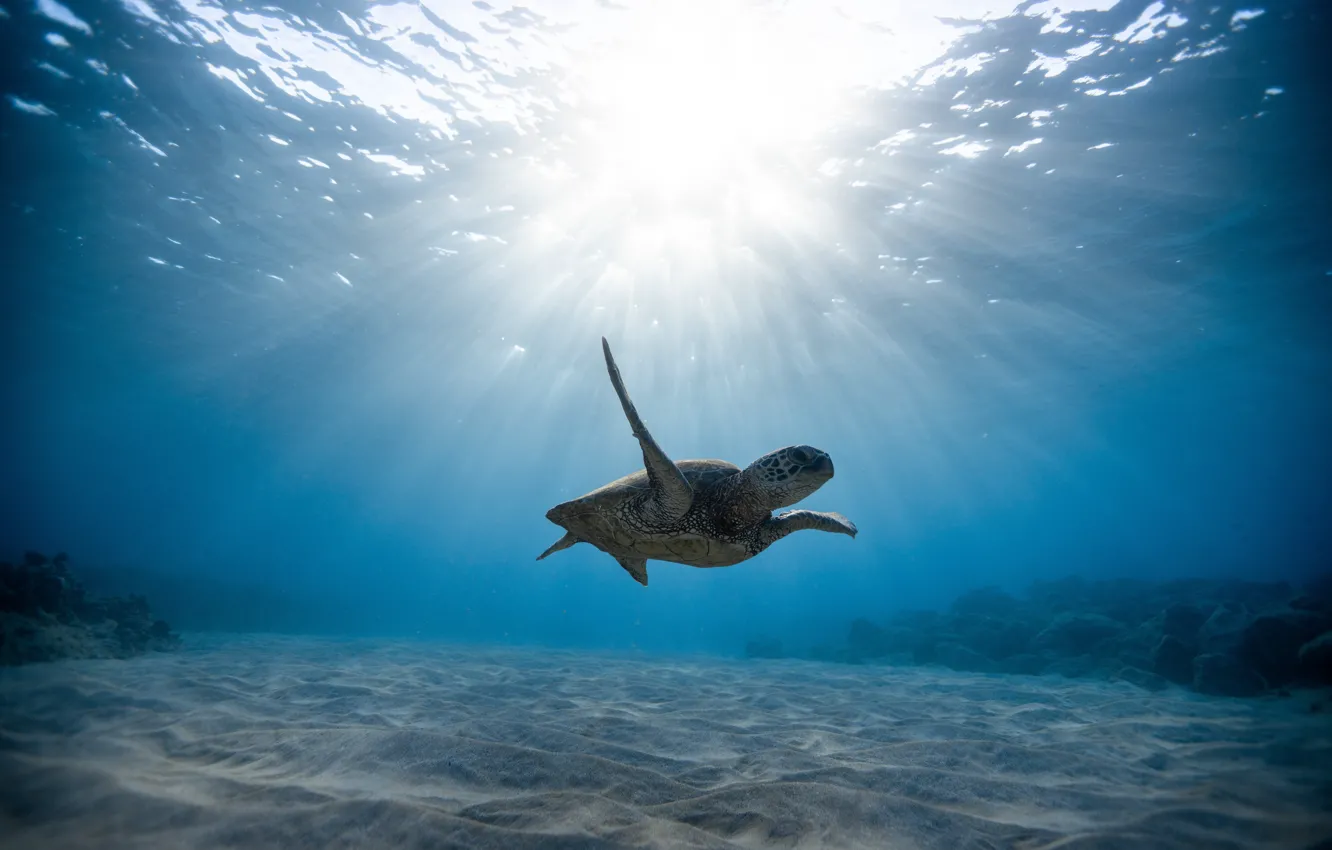 Photo wallpaper sand, water, the sun, light, turtle, under water, floats, shell