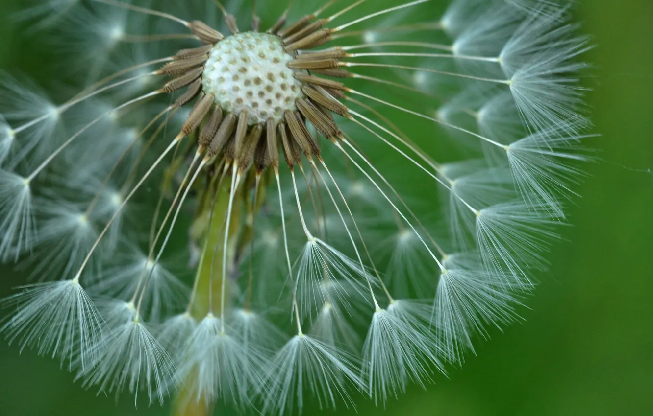Photo wallpaper flowers, nature, dandelion, blade of grass