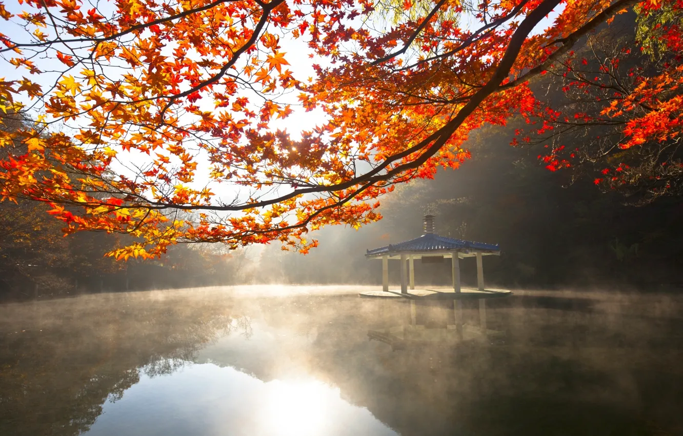 Photo wallpaper light, trees, pond, foliage, gazebo