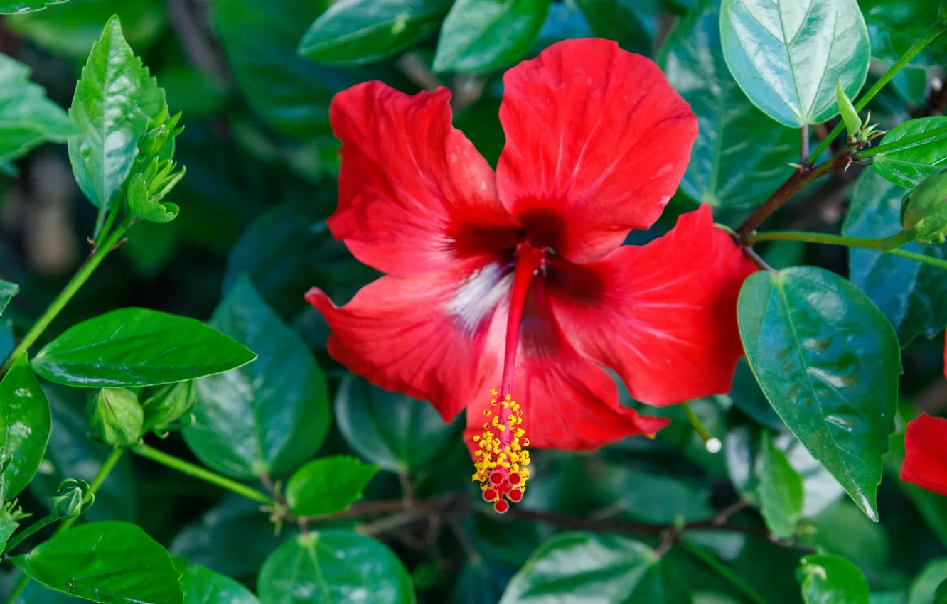 Photo wallpaper greens, red flower, hibiscus